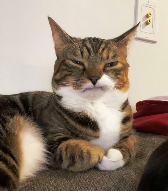 Funny close-up of a cat with a grumpy expression sitting indoors