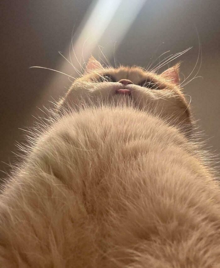 Funny low-angle close-up of a fluffy cat with tongue out and whiskers visible