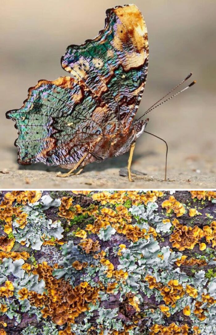 Nature’s Overlooked Patterns Anna Reikher