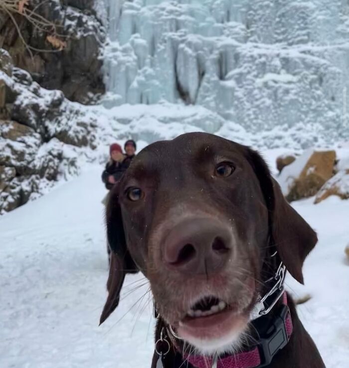 Funny close-up of a dog's face in snowy outdoor setting with icy background