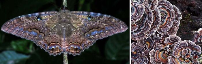 Nature’s Overlooked Patterns Anna Reikher