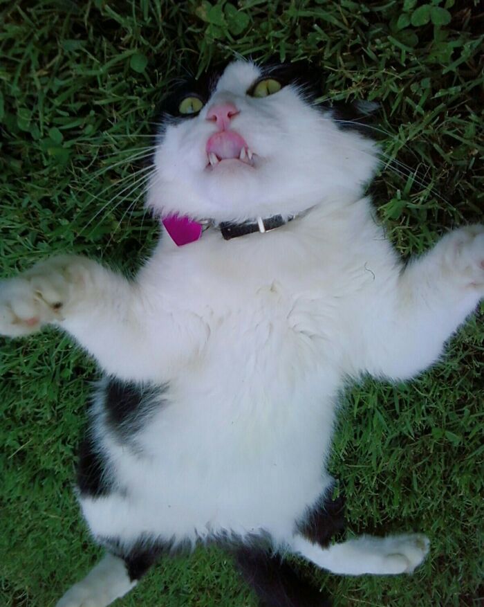 Black cat with cute fangs making a funny animal face