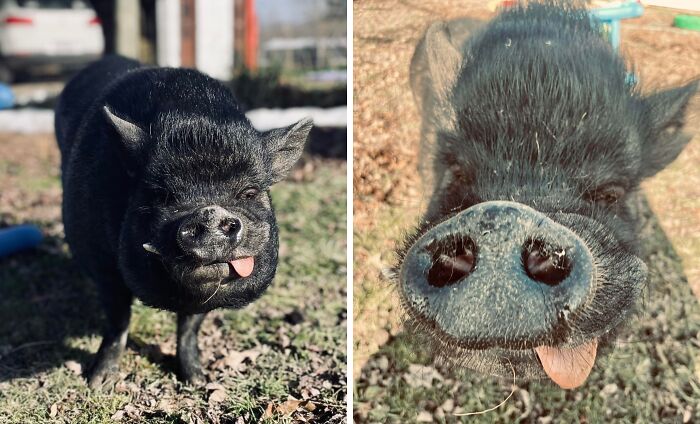 Funny pig making a silly face outdoors showing personality