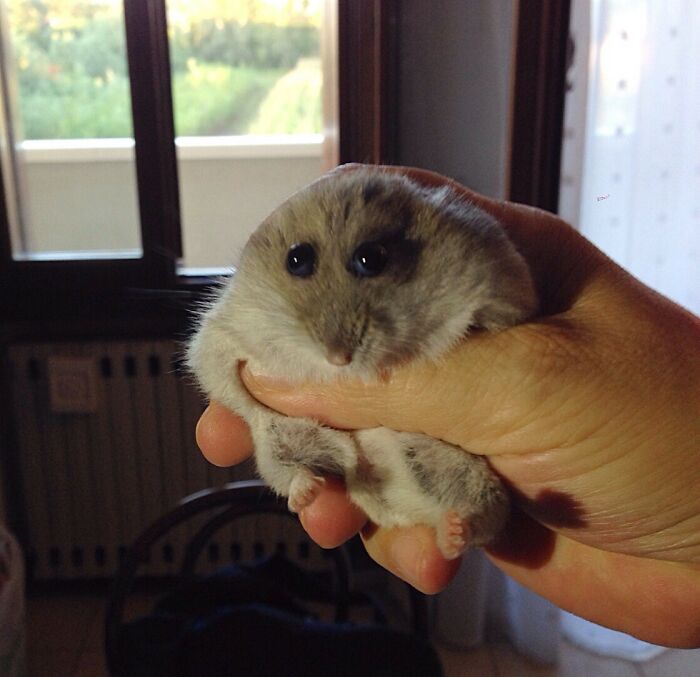 Tiny rodent with big eyes held in hand showing an adorable funny animal face