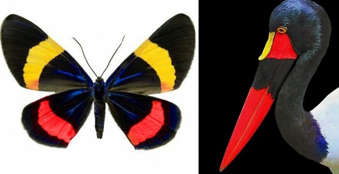 Nature’s Overlooked Patterns Anna Reikher