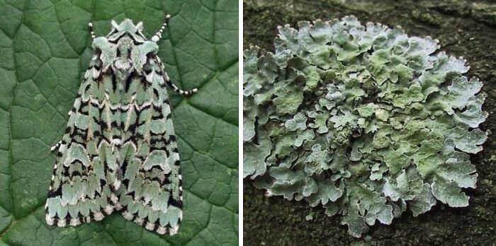 Nature’s Overlooked Patterns Anna Reikher