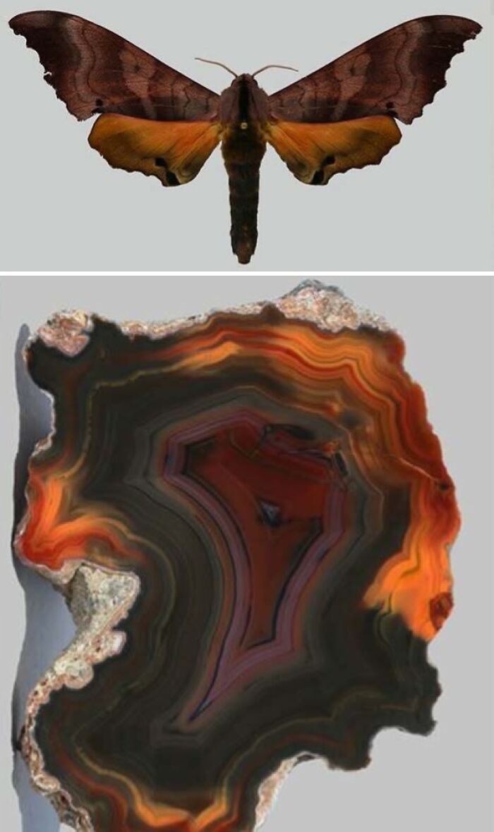 Nature’s Overlooked Patterns Anna Reikher