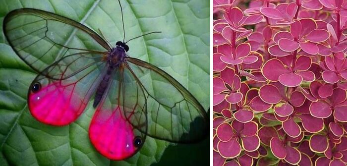 Nature’s Overlooked Patterns Anna Reikher