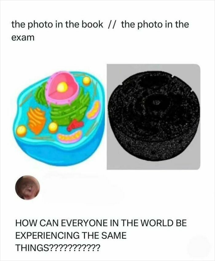 Weird memes comparing textbook cell image to exam photo with Oreo cookie