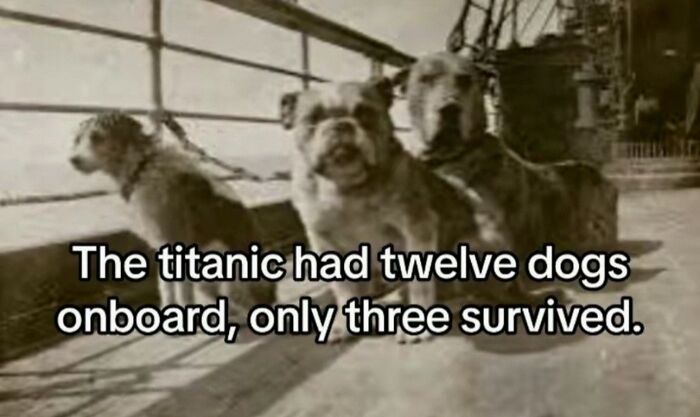 Titanic had 12 dogs onboard, only three survived, showing a tragic history fact