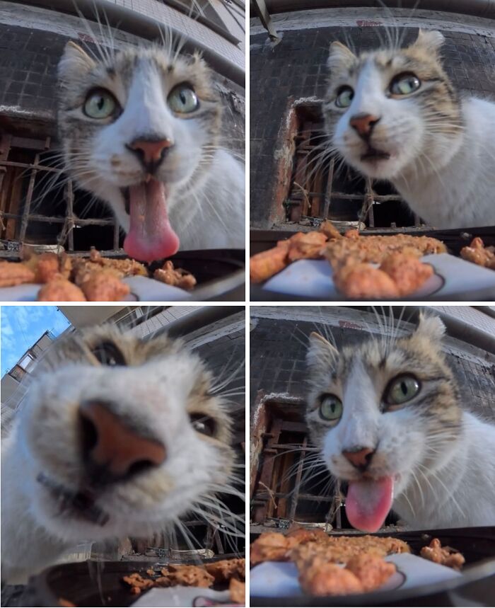This Guy Uses A Drone And An Rc Car To Feed Stray Animals, And The Results Are Surprisingly Heartwarming