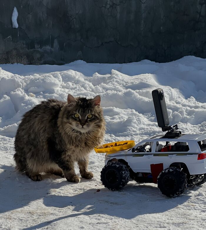 This Guy Uses A Drone And An Rc Car To Feed Stray Animals, And The Results Are Surprisingly Heartwarming
