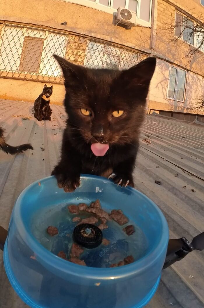 This Guy Uses A Drone And An Rc Car To Feed Stray Animals, And The Results Are Surprisingly Heartwarming
