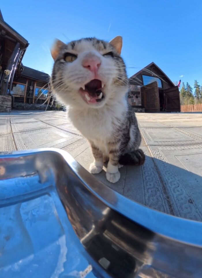 This Guy Uses A Drone And An Rc Car To Feed Stray Animals, And The Results Are Surprisingly Heartwarming