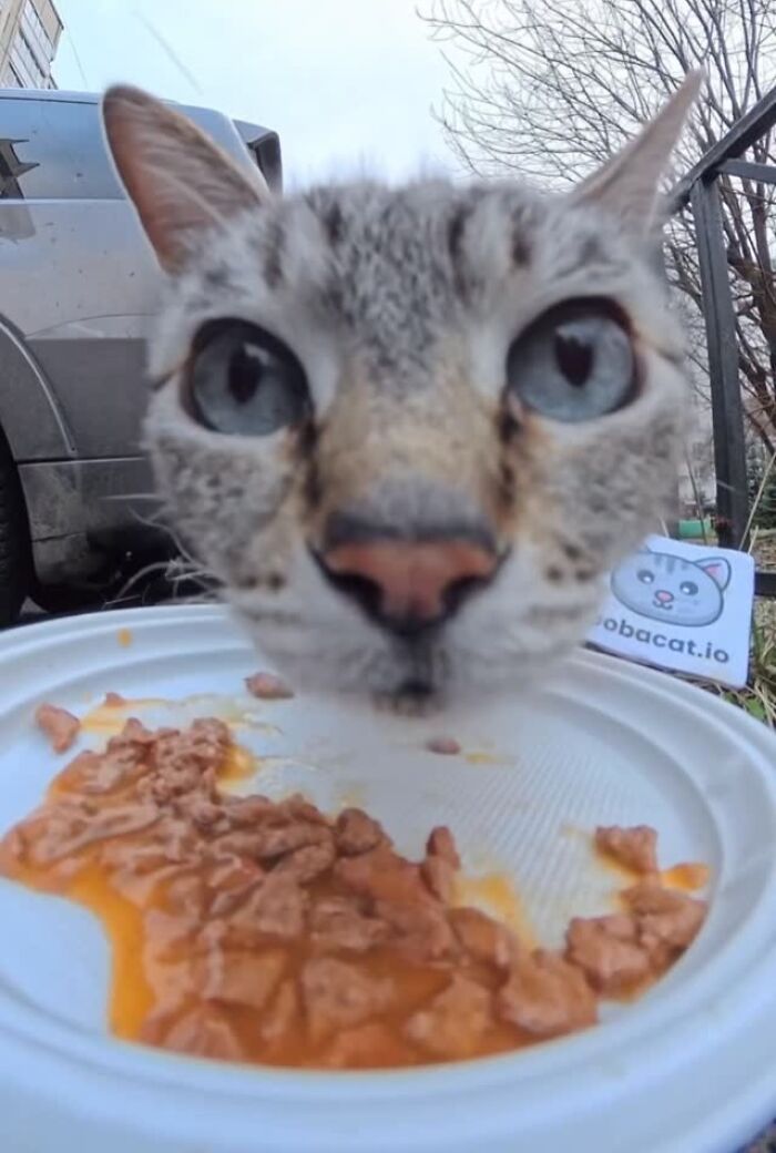This Guy Uses A Drone And An Rc Car To Feed Stray Animals, And The Results Are Surprisingly Heartwarming