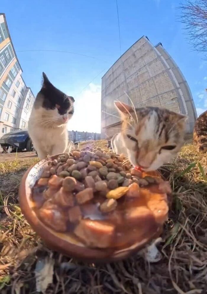 This Guy Uses A Drone And An Rc Car To Feed Stray Animals, And The Results Are Surprisingly Heartwarming