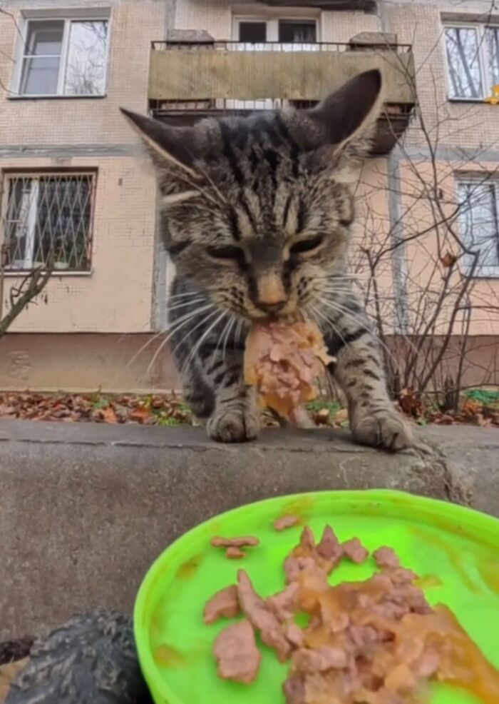 This Guy Uses A Drone And An Rc Car To Feed Stray Animals, And The Results Are Surprisingly Heartwarming