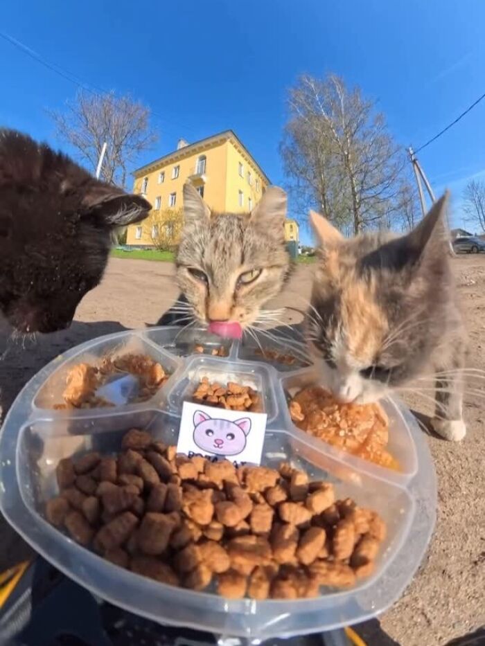 This Guy Uses A Drone And An Rc Car To Feed Stray Animals, And The Results Are Surprisingly Heartwarming