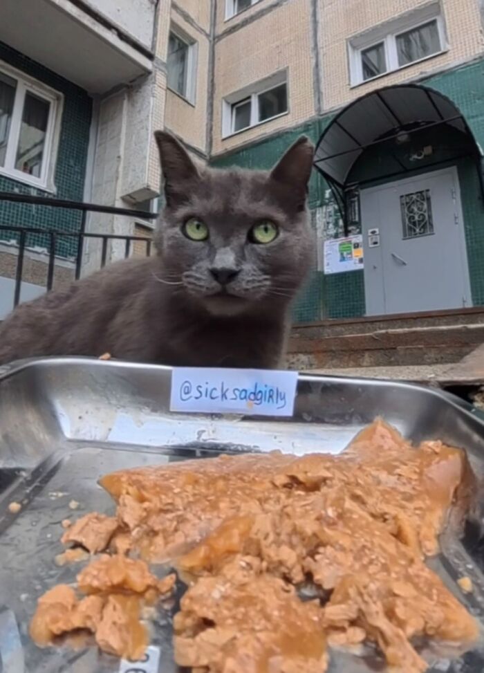 This Guy Uses A Drone And An Rc Car To Feed Stray Animals, And The Results Are Surprisingly Heartwarming