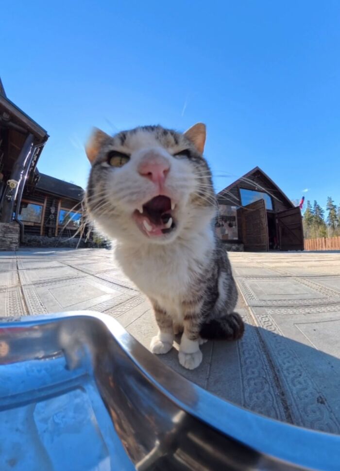 This Guy Uses A Drone And An Rc Car To Feed Stray Animals, And The Results Are Surprisingly Heartwarming