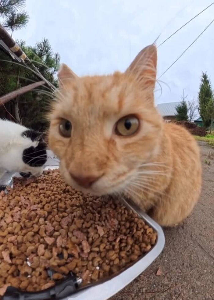 This Guy Uses A Drone And An Rc Car To Feed Stray Animals, And The Results Are Surprisingly Heartwarming