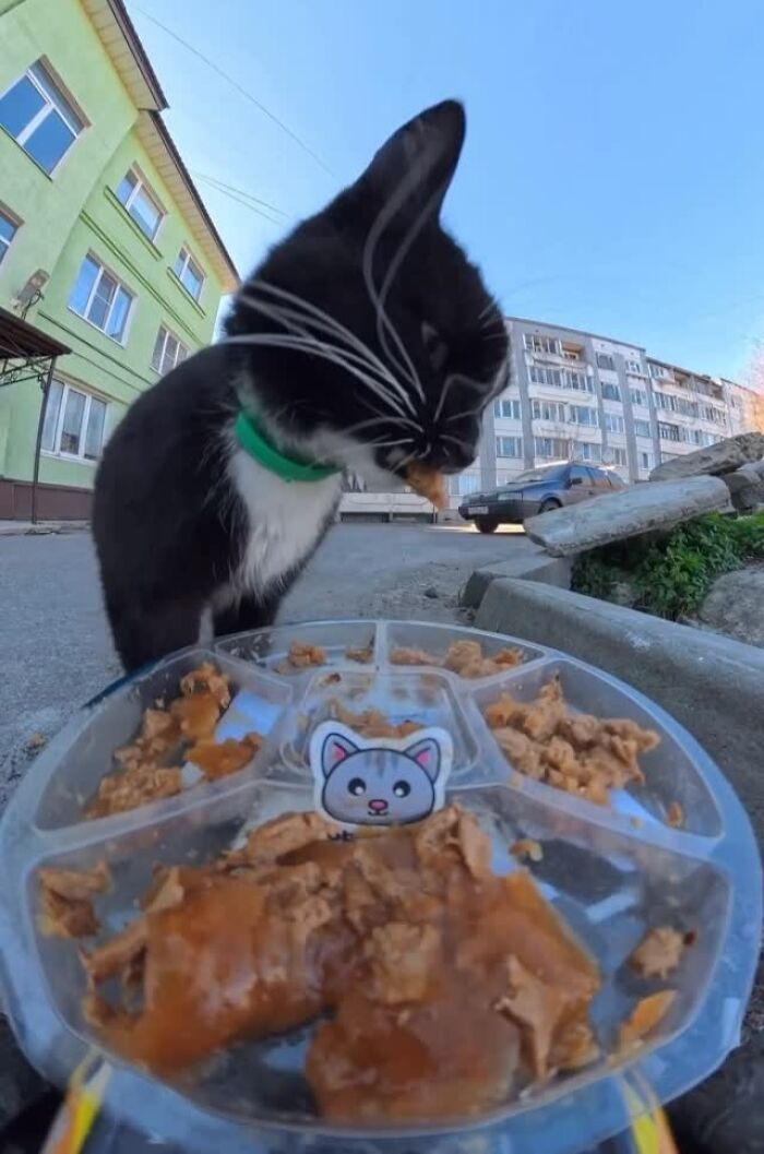 This Guy Uses A Drone And An Rc Car To Feed Stray Animals, And The Results Are Surprisingly Heartwarming