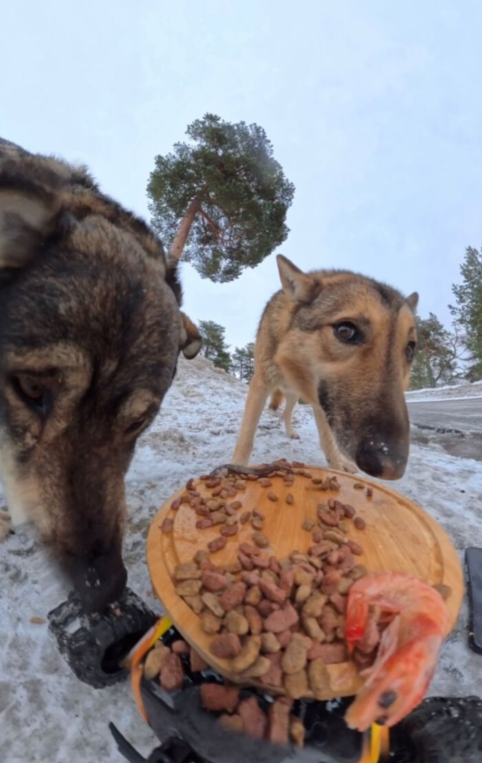 This Guy Uses A Drone And An Rc Car To Feed Stray Animals, And The Results Are Surprisingly Heartwarming