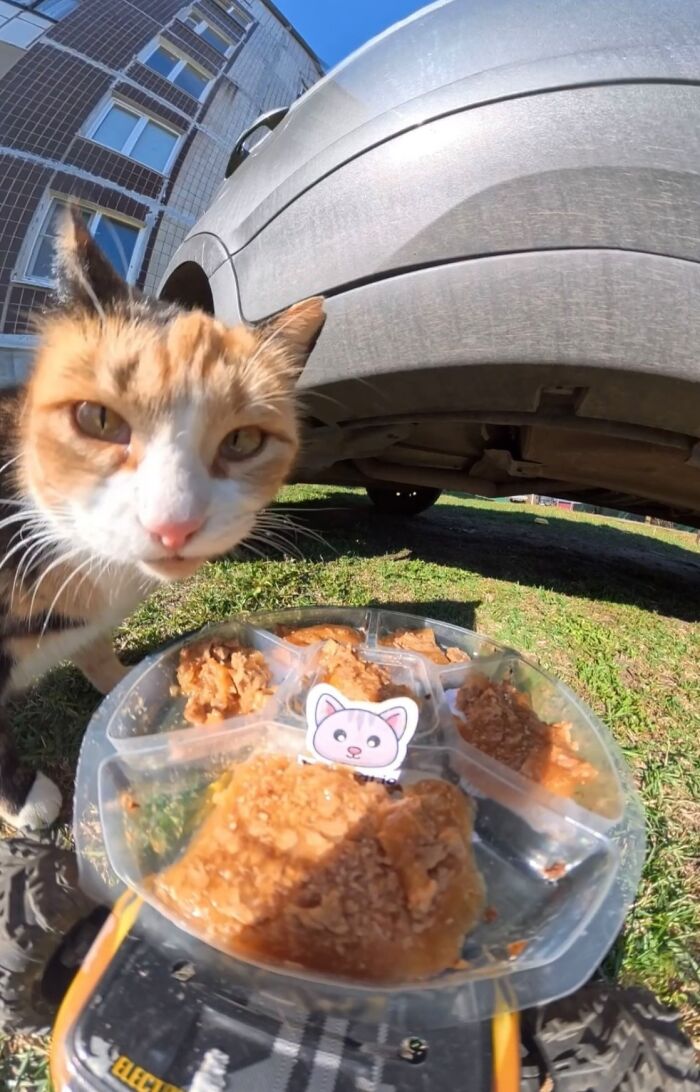This Guy Uses A Drone And An Rc Car To Feed Stray Animals, And The Results Are Surprisingly Heartwarming
