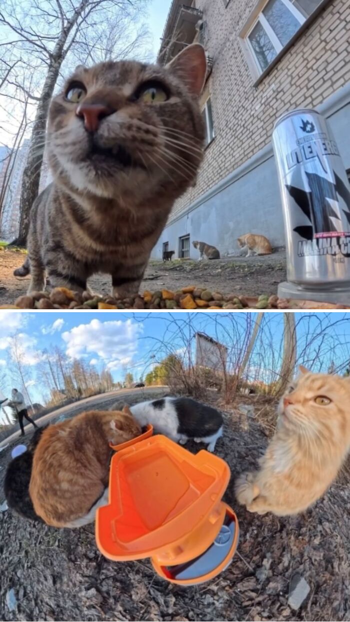 This Guy Uses A Drone And An Rc Car To Feed Stray Animals, And The Results Are Surprisingly Heartwarming