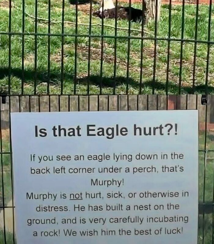 Funny sign explaining eagle Murphy is not hurt but incubating a nest