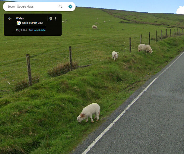 Sheep grazing near road captured by Google Maps in Wales