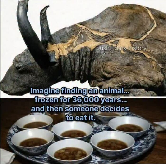 Frozen ancient animal head and bowls with text about eating 36,000 year old frozen animal