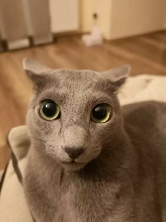Close up of unusual cat with large green eyes and gray fur terrifying experience