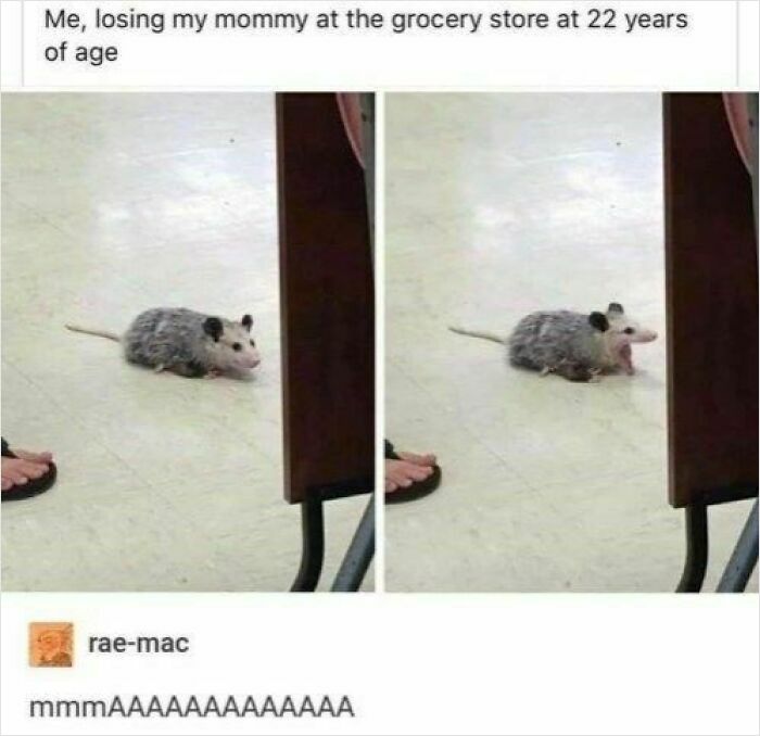 Small opossum on floor at grocery store looking around lost meme