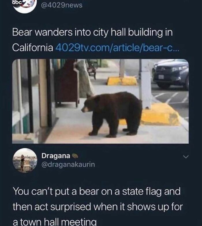 Bear wanders into city hall building in California animal meme