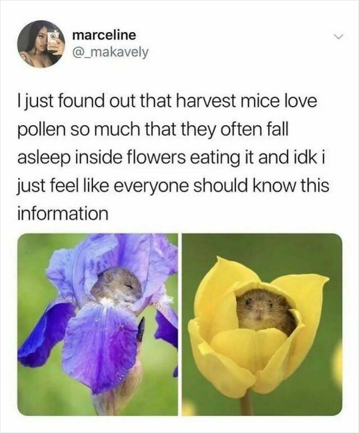 Harvest mice sleeping inside flowers showing cute animal behavior in animal memes