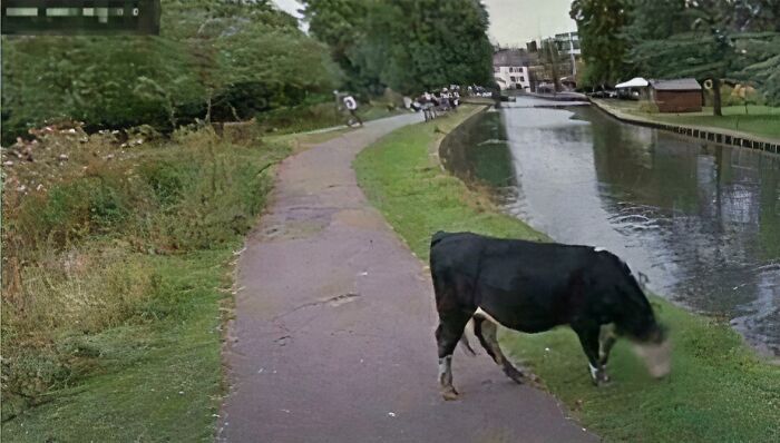 Google Maps street view showing a cow walking along a canal path as an unusual shenanigan