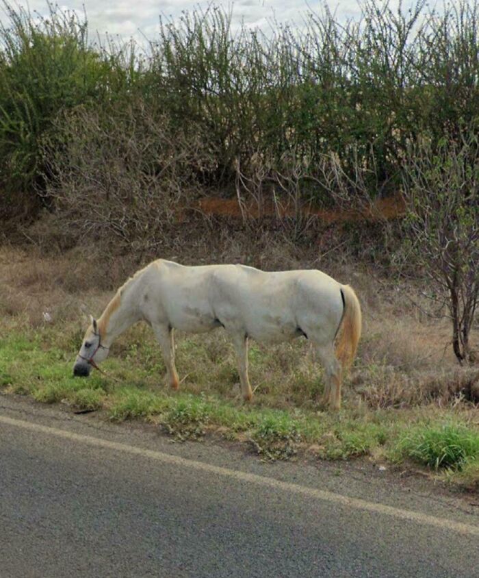 White horse grazing by roadside on a rural area captured on Google Maps