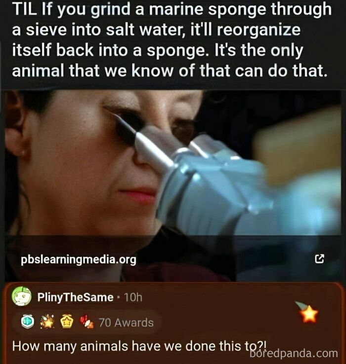 Science meme explains marine sponges' unique ability to reorganize after grinding