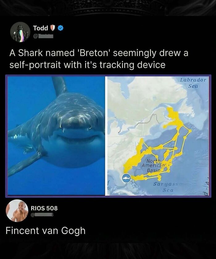 Savage shark tracking device self portrait joke with sarcastic reply