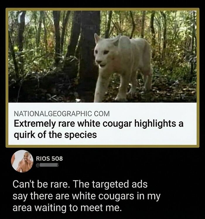 Savage comment on rare white cougar with joke about targeted ads