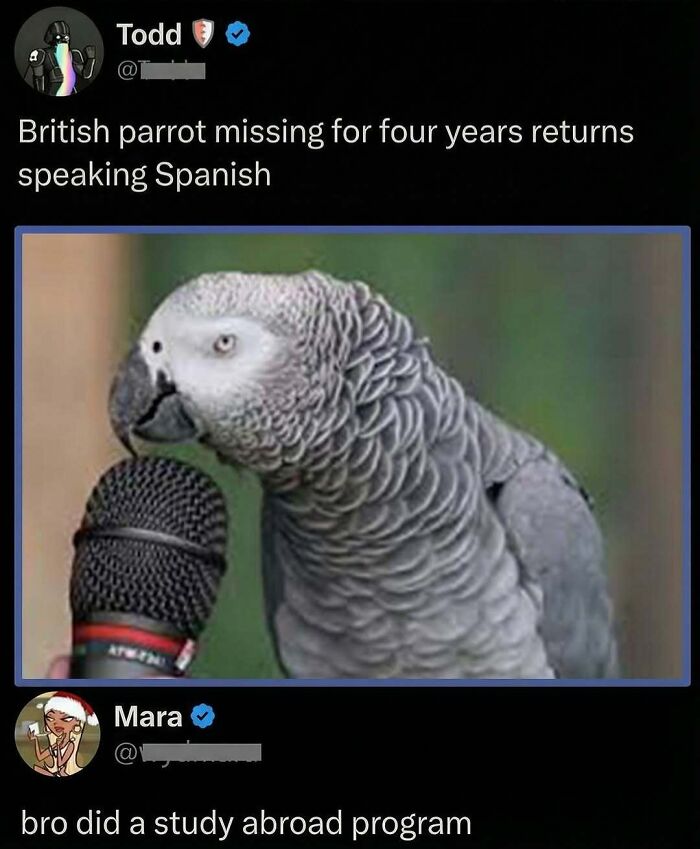 Savage comment about British parrot returning speaking Spanish after four years