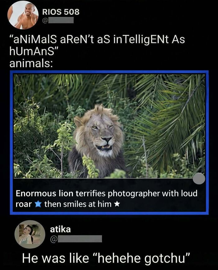 Savage lion photo comment showing animals intelligence vs humans