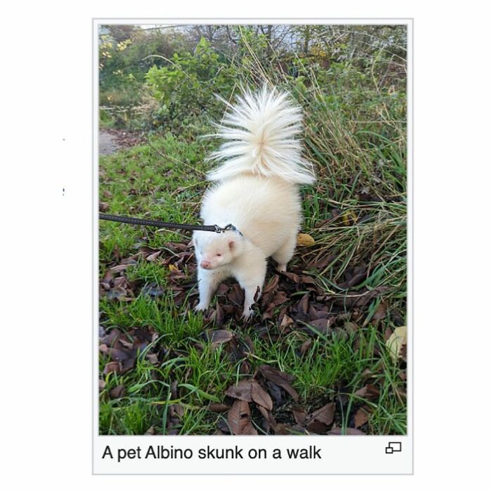 42 Animal Posts From “Depths Of Wikipedia” That Prove Nature Is Stranger Than Fiction