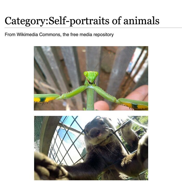 42 Animal Posts From “Depths Of Wikipedia” That Prove Nature Is Stranger Than Fiction