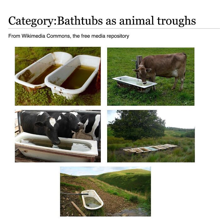 42 Animal Posts From “Depths Of Wikipedia” That Prove Nature Is Stranger Than Fiction
