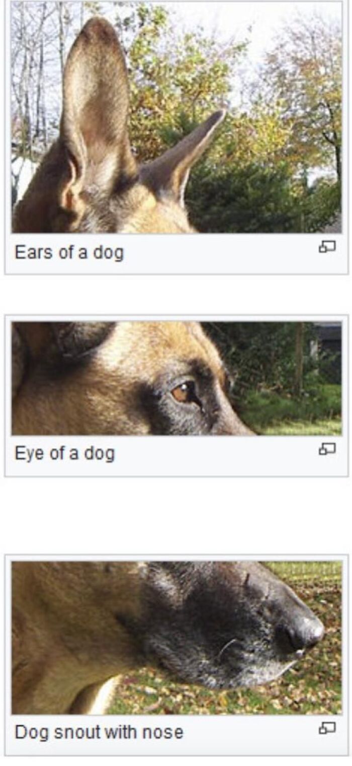 42 Animal Posts From “Depths Of Wikipedia” That Prove Nature Is Stranger Than Fiction