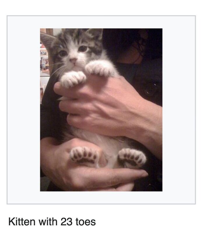 42 Animal Posts From “Depths Of Wikipedia” That Prove Nature Is Stranger Than Fiction