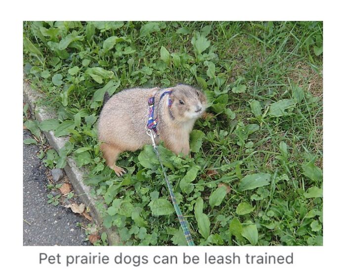 42 Animal Posts From “Depths Of Wikipedia” That Prove Nature Is Stranger Than Fiction