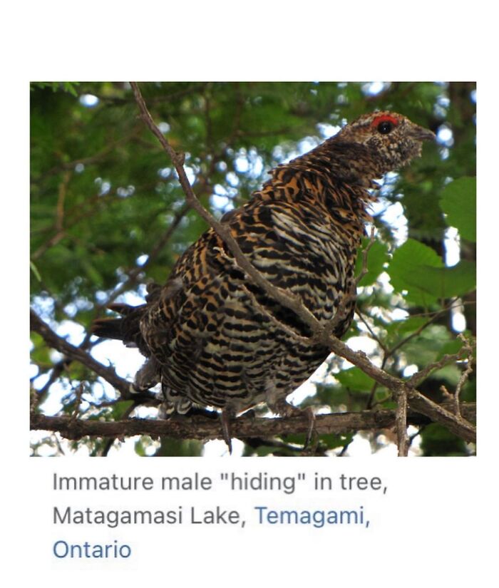 42 Animal Posts From “Depths Of Wikipedia” That Prove Nature Is Stranger Than Fiction